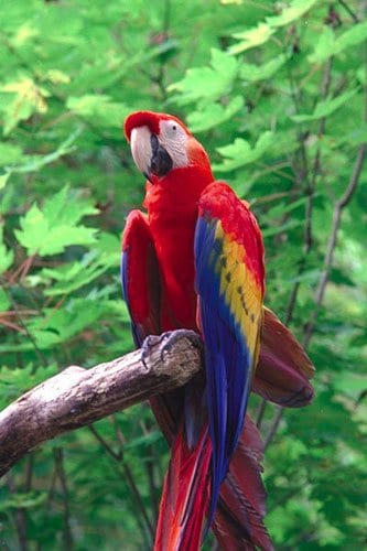 Rainforest parrot discount